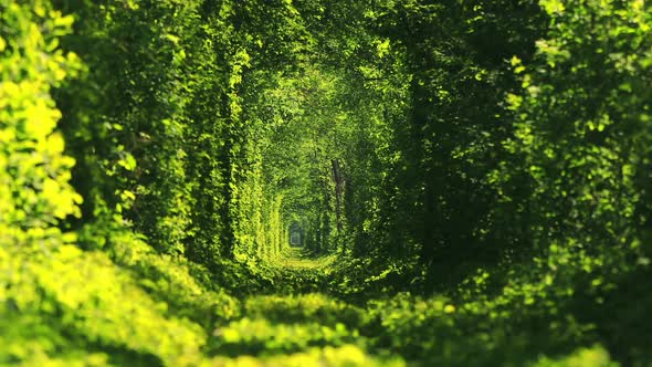 Beautiful Tunnel of Green Trees