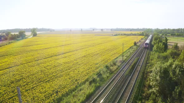 Train and the Sunflowers Field