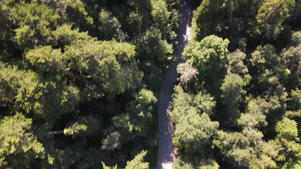 Driving Car Forest