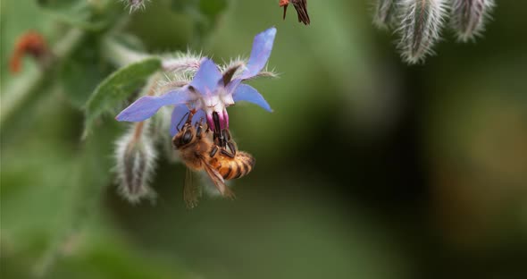 European Honey Bee, apis mellifera, Bee Booting a Borage Flower, Pollination Act, Normandy