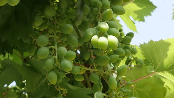 Fresh wine grapes on the vine green  fruit background 4K 2160p 30fps UltraHD footage - Vitis genus y