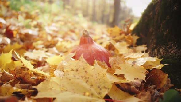 Orange Pumpkin Halloween Symbol in the Autumn Forest on Leaves