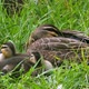 Duck and Ducklings - VideoHive Item for Sale