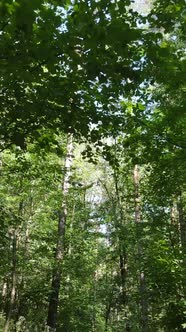 Vertical Video of Green Forest By Day