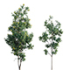Lemonwood Tree - Pittosporum eugenioides 02 - 3DOcean Item for Sale