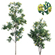 Lemonwood Tree - Pittosporum eugenioides 03 - 3DOcean Item for Sale