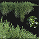 Myoporum Parvifolium – Yareena - 3DOcean Item for Sale