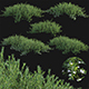Myoporum Parvifolium – Yareena - 3DOcean Item for Sale
