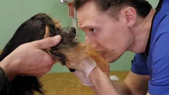 Veterinarian Examines the Dog Ass and Vagina in a Veterinary Clinic After Mating