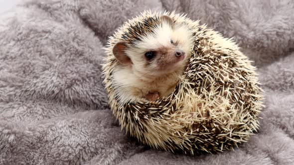 Hedgehog. Pets.African pygmy hedgehog on gray fluffy background.