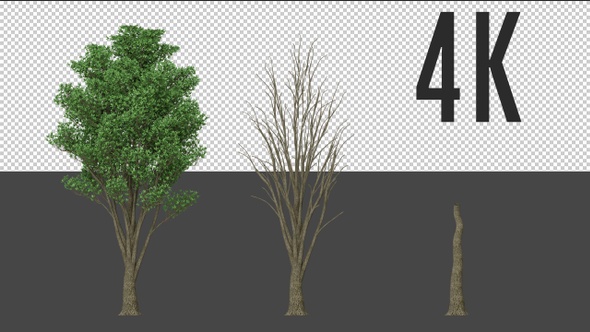 Heartwood Tree Growing alt