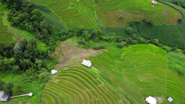 Aerial view of green wavy field in sunny day. Beautiful green area of young rice field