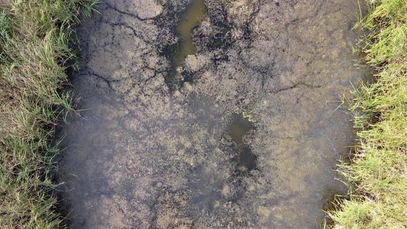 Overgrown Lake. Algae and duckweed on the surface of pond