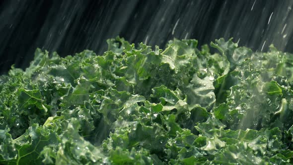 Kale Vegetable Gets Washed In Water Spray