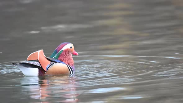 Close up portrait of a colorful male mandarin duck swimming in a river