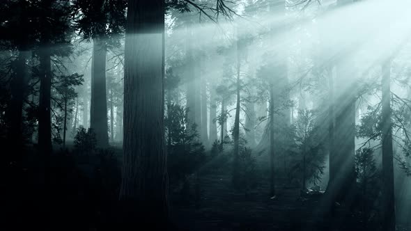 Black Tree Trunk in a Dark Pine Tree Forest