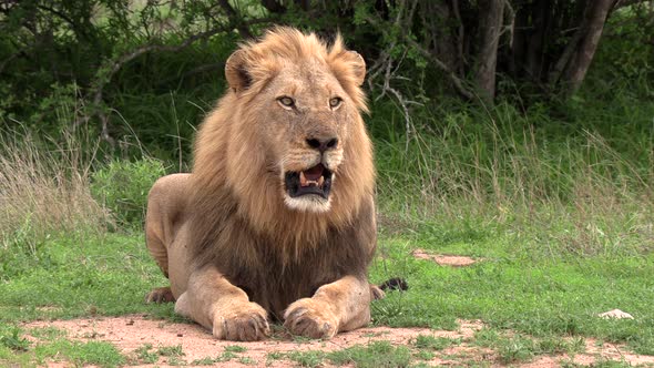 A beautiful adult male lion sitting panting under the hot African sun.