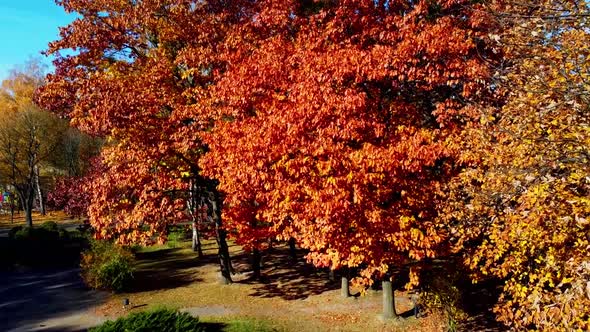 Aerial drone view of a flying in the autumn park.