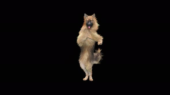 Dog Dance 4K