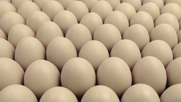 Passing Eggs - Commercial Farming