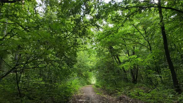 Daytime Forest Landscape in Summer