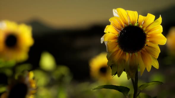 Sunflower Field on a Warm Summer Evening