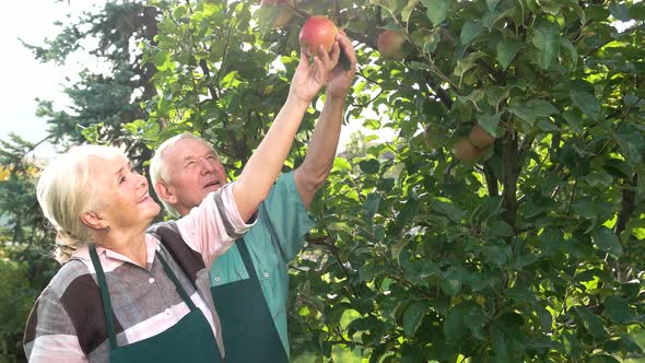 Gardeners Near Apple Tree Smiling.