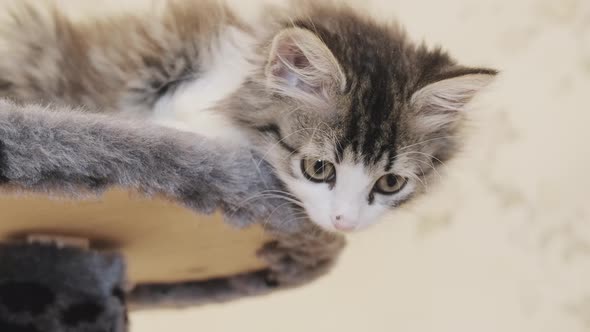 Kitten Lying on Bed and Looking