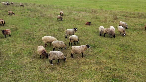 Sheep grazing outdoors