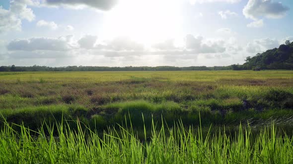 Paddy Field Sunrise Time Lapse 4K UHD