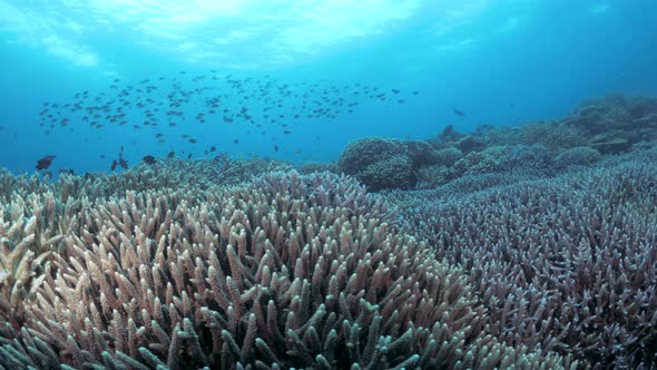 Sun setting over the branches of a Staghorn covered coral reef in tropical blue water. Underwater wi