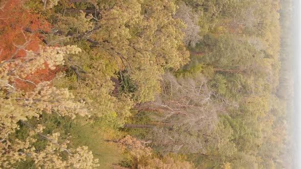 Vertical Video of an Autumn Forest During the Day in Ukraine