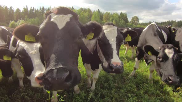 Cattle cow grazing in field. Dairy cattle grazing