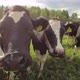 Cattle cow grazing in field. Dairy cattle grazing - VideoHive Item for Sale