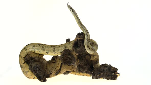 Columbian Boa or Boa Constrictor Imperator on Wooden Snag Isolated in White