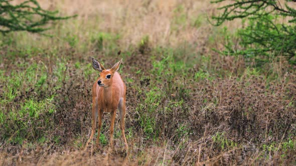 Beautiful Female Steenbok Scraping Ground After Urination In Central Kalahari Game Reserve, Botswana