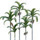 Archontophoenix Alexandrae – Alexander Palm – Northern Bangalow Palm - 3DOcean Item for Sale