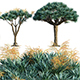 Dracaena Draco – Canary Islands Dragon Tree – 04 - 3DOcean Item for Sale