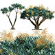 Dracaena Draco – Canary Islands Dragon Tree – 03 - 3DOcean Item for Sale