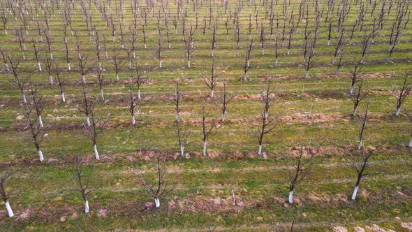 Flight Over the Garden of Young Fruit Trees in Early Spring