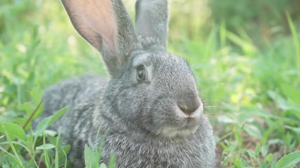 A Small Fluffy Cute Gray Rabbit on a Green Meadow in Sunny Weather