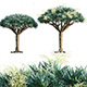 Dracaena Draco – Canary Islands Dragon Tree – 02 - 3DOcean Item for Sale