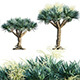 Dracaena Draco – Canary Islands Dragon Tree - 3DOcean Item for Sale