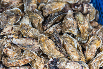 Oysters market in Cancale, France