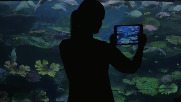 Oceanarium Visitor Taking Photos with Tablet PC