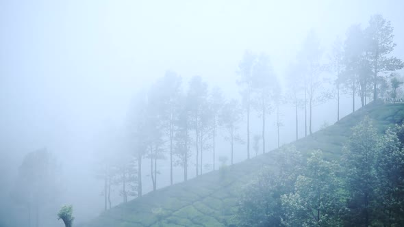 Heavy Wind Hitting The Trees And Tea Plantation On The Uphill Slope Of A Hill In Munnar. -wide shot