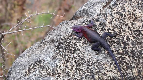 A Beautiful Mwanza Flat Headed Rock Agama Lizard on a Rock in the Serengeti, Tanzania