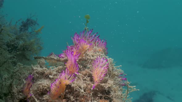 A close-up underwater video showing a mass gathering of vibrant pink and purple sea creatures called
