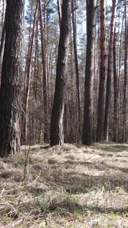 Vertical Video of the Pine Forest in the Afternoon