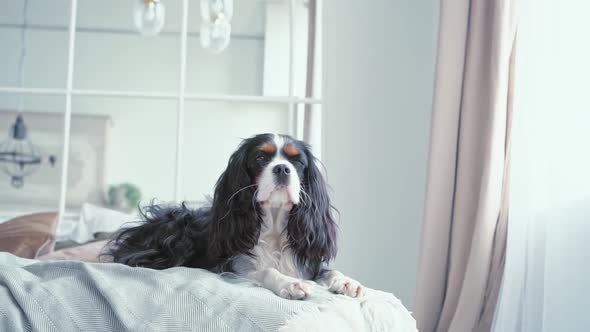 Portrait of a Beautiful Fluffy Dog with Big Ears Looking at the Camera Lying on a Comfortable Soft